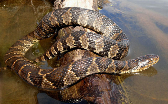 Nerodia sipedon - Northern Watersnake - snake species | gveli | გველი