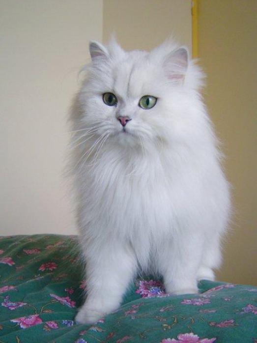 Asian Semi-Longhair - cat Breeds | კატის ჯიშები | katis jishebi