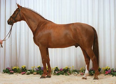 Danish Warmblood 3 - horse Breeds | ცხენის ჯიშები| cxenis jishebi