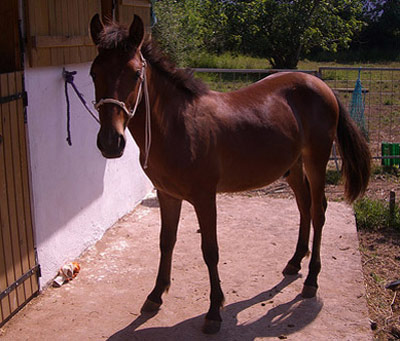 Anadolu Pony - horse Breeds | ცხენის ჯიშები| cxenis jishebi