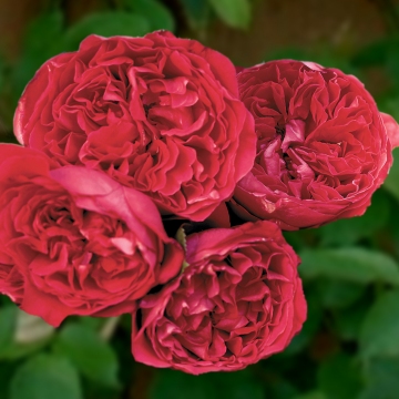 Red Eden - Rose Varieties | VARDI | ვარდი                                                                                                                