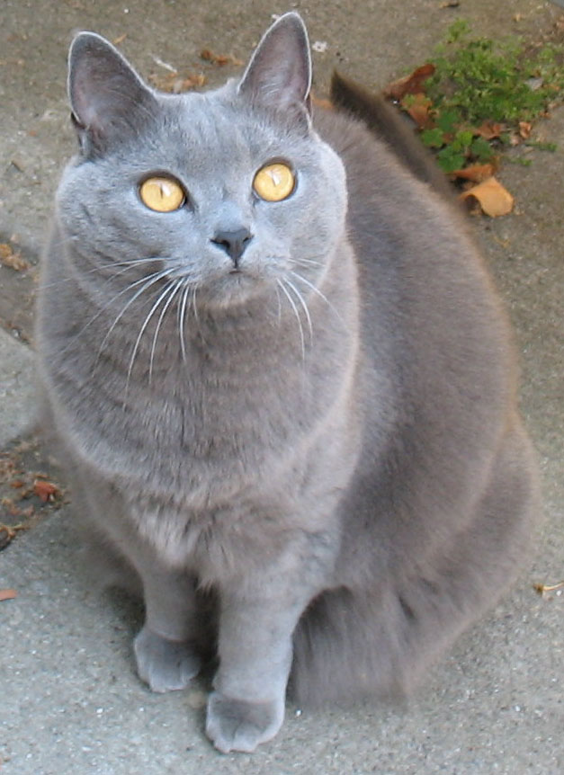 Chartreux 2 - cat Breeds | კატის ჯიშები | katis jishebi