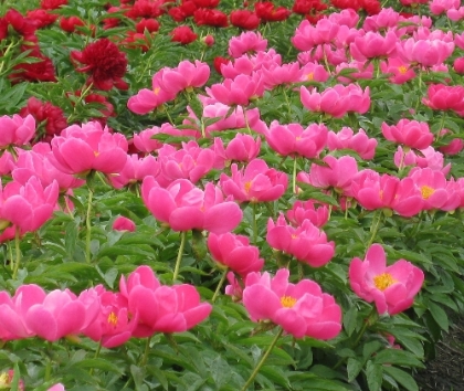 Friendship -                                                                                                                 Peonies species| PIONI | პიონი