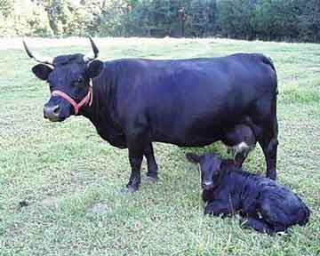 Dexter - COW BREEDS | DZROXIS JISHEBI | ძროხის ჯიშები