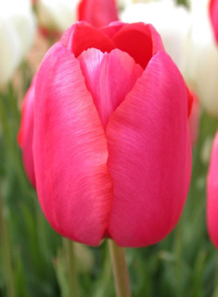 Renown -                                                         Species Tulip| TITA | ტიტა                                                        