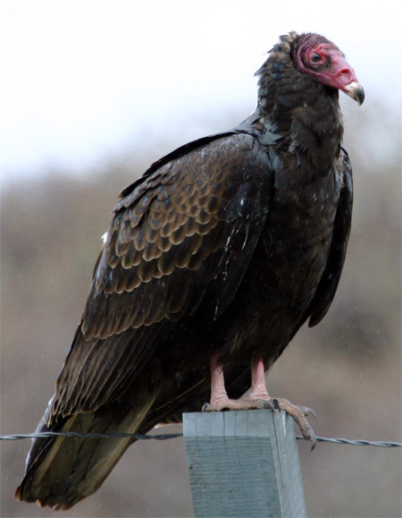 Turkey Vulture - Bird Species | Frinvelis jishebi | ფრინველის ჯიშები