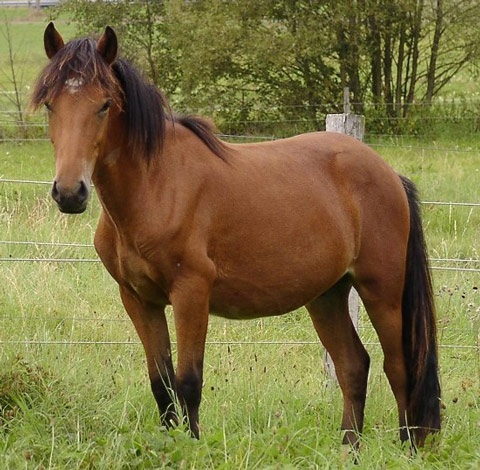 Aegidienberger Horse - horse Breeds | ცხენის ჯიშები| cxenis jishebi