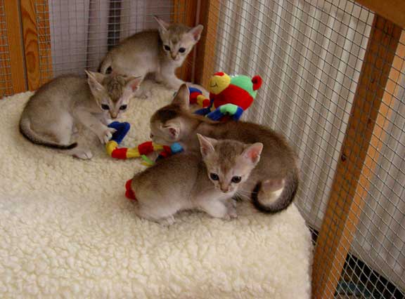 Singapura 1 - cat Breeds | კატის ჯიშები | katis jishebi