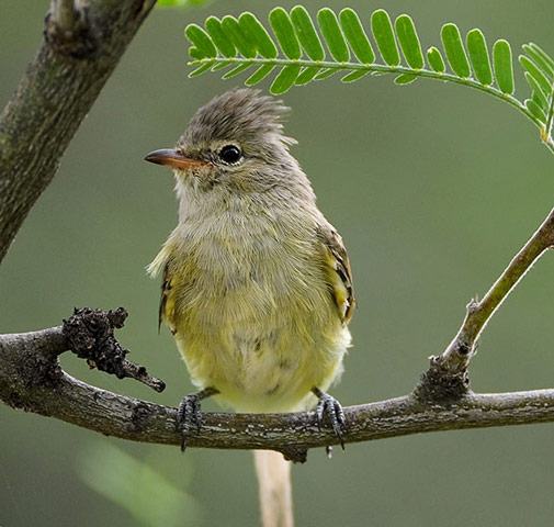 Northern Beardless-Tyrannulet - Bird Species | Frinvelis jishebi | ფრინველის ჯიშები