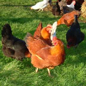 New Hampshire Red - chicken Breeds | ქათმის ჯიშები | qatmis jishebi