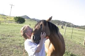 American Sorraia Mustang 1 - horse Breeds | ცხენის ჯიშები| cxenis jishebi