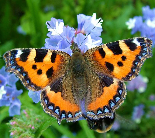 Small Tortoiseshell - Butterfly species | PEPLIS JISHEBI | პეპლის ჯიშები