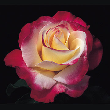 Double Delight - Rose Varieties | VARDI | ვარდი                                                                                                                