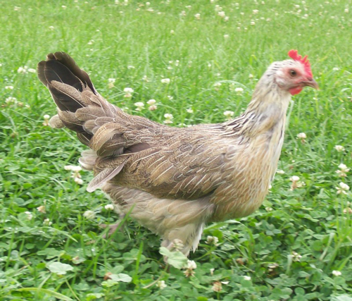 Phoenix 2 - chicken Breeds | ქათმის ჯიშები | qatmis jishebi