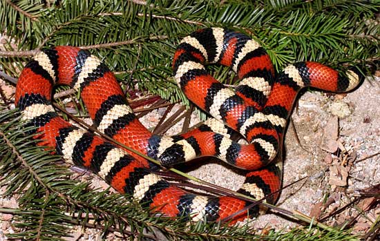 Lampropeltis zonata zonata - St. Helena Mountain Kingsnake - snake species | gveli | გველი