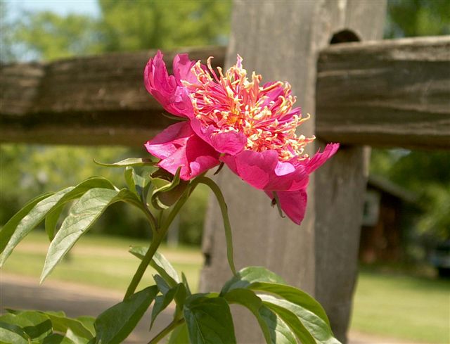 Filigree -                                                                                                                 Peonies species| PIONI | პიონი