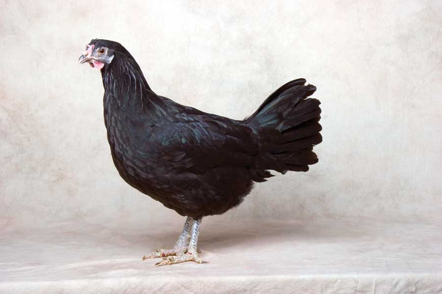 La Fleche 3 - chicken Breeds | ქათმის ჯიშები | qatmis jishebi