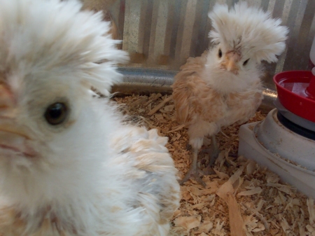 Polish 1 - chicken Breeds | ქათმის ჯიშები | qatmis jishebi