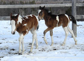 American Indian Horse 2 - horse Breeds | ცხენის ჯიშები| cxenis jishebi