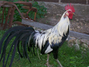 Phoenix 3 - chicken Breeds | ქათმის ჯიშები | qatmis jishebi