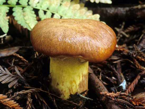 Suillus ponderosus - Fungi species | sokos jishebi | სოკოს ჯიშები