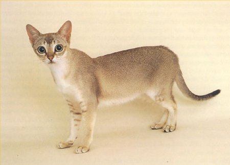 Singapura 3 - cat Breeds | კატის ჯიშები | katis jishebi