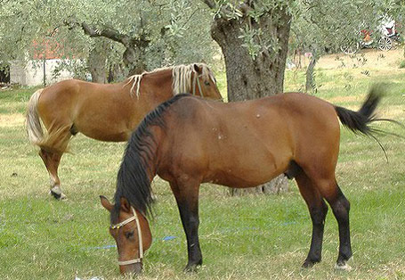 Andravida Horse - horse Breeds | ცხენის ჯიშები| cxenis jishebi