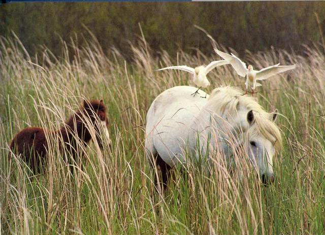 Camargue 3 - horse Breeds | ცხენის ჯიშები| cxenis jishebi