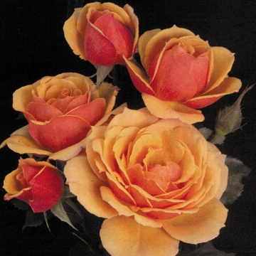 About Face - Rose Varieties | VARDI | ვარდი                                                                                                                