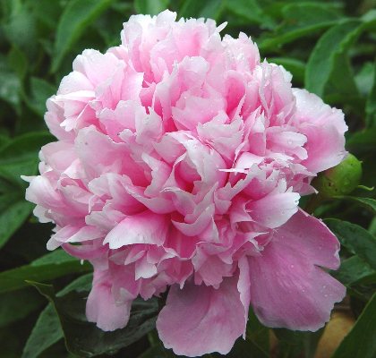 Elizabeth Queen of the Belgians -                                                                                                                 Peonies species| PIONI | პიონი