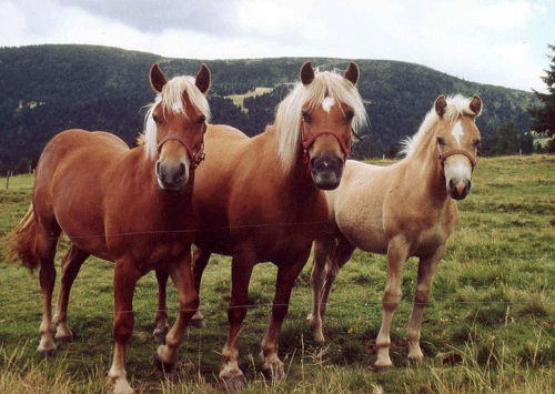 Haflinger 2 - horse Breeds | ცხენის ჯიშები| cxenis jishebi