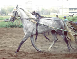 Orlov Trotter 3 - horse Breeds | ცხენის ჯიშები| cxenis jishebi