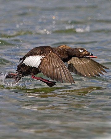 White-winged Scoter - Bird Species | Frinvelis jishebi | ფრინველის ჯიშები