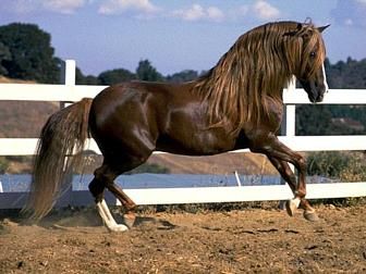Peruvian Paso 2 - horse Breeds | ცხენის ჯიშები| cxenis jishebi