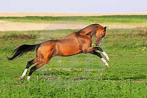 Akhal-Teke 3 - horse Breeds | ცხენის ჯიშები| cxenis jishebi
