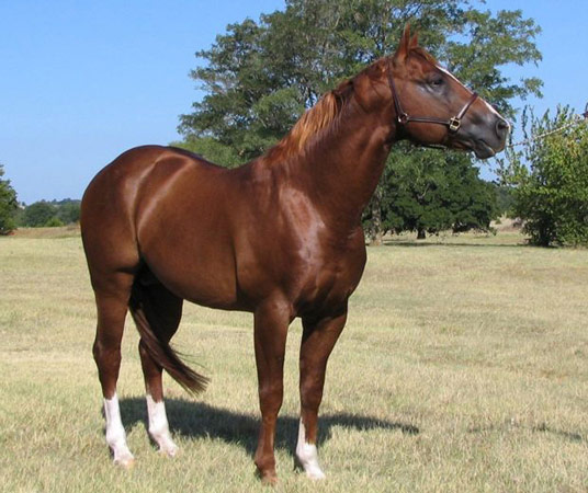 American Warmblood Horse - horse Breeds | ცხენის ჯიშები| cxenis jishebi