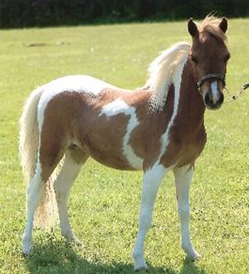 American Miniature Horse - horse Breeds | ცხენის ჯიშები| cxenis jishebi