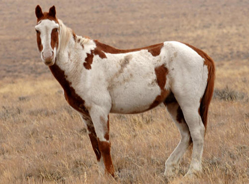 Mustang - horse Breeds | ცხენის ჯიშები| cxenis jishebi