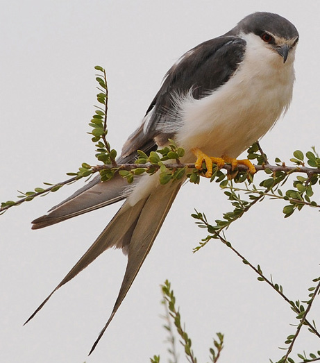 Swallow-tailed Kite - Bird Species | Frinvelis jishebi | ფრინველის ჯიშები