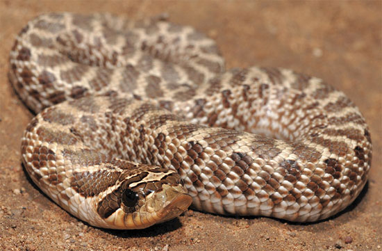Heterodon nasicus kennerlyi - Mexican Hog-nosed Snake - snake species | gveli | გველი