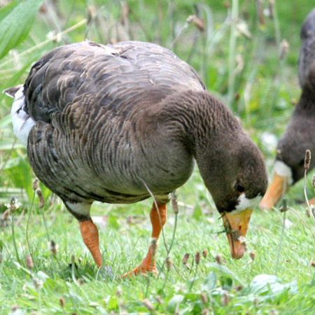 White-fronted Goose - Bird Species | Frinvelis jishebi | ფრინველის ჯიშები
