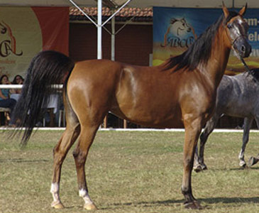 Abstang Horse - horse Breeds | ცხენის ჯიშები| cxenis jishebi