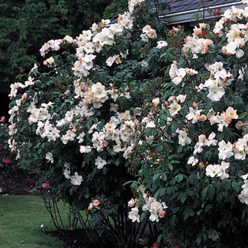 Sally Holmes - Rose Varieties | VARDI | ვარდი                                                                                                                