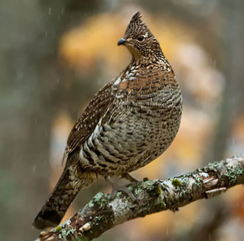 Ruffed Grouse - Bird Species | Frinvelis jishebi | ფრინველის ჯიშები