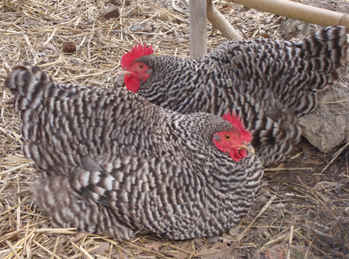 Dominique 3 - chicken Breeds | ქათმის ჯიშები | qatmis jishebi