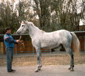 Tersk 3 - horse Breeds | ცხენის ჯიშები| cxenis jishebi