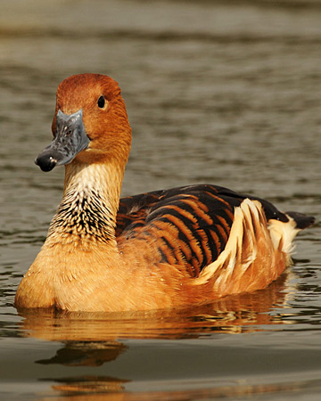 Fulvous Whistling-Duck - Bird Species | Frinvelis jishebi | ფრინველის ჯიშები