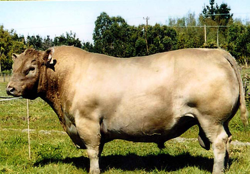 Murray Grey - COW BREEDS | DZROXIS JISHEBI | ძროხის ჯიშები