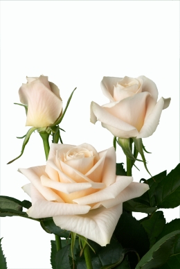 Chantilly - Rose Varieties | VARDI | ვარდი                                                                                                                