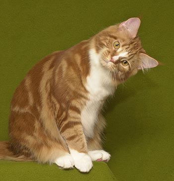 American Longhair - cat Breeds | კატის ჯიშები | katis jishebi